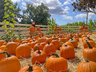 Muelrath Ranches Pumpkin Patch in Santa Rosa