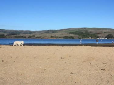 Best Marin County Beaches for Families