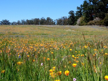 Bear Valley Point Reyes National Seashore wildflowers