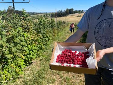 Boring Farm Sebastopol u-pick organic raspberries