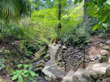 UC Botanical Garden Berkeley trees and path