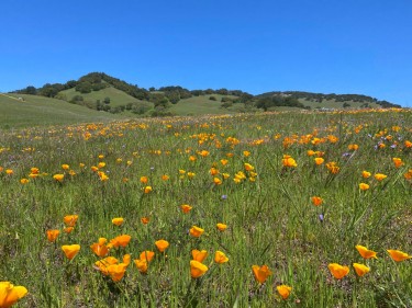 Mount Burdell wildflowers poppies