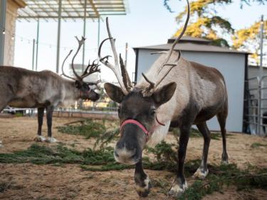 Reindeer at the Cal Academy