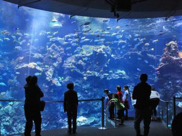 California Academy of Sciences