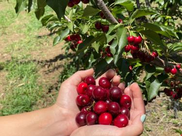 Organic u-pick cherries Brentwood California