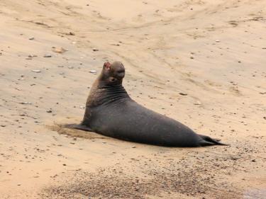 Elephant Seal Point Reyes National Seashore