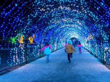 Filoli Holiday Lights Woodside