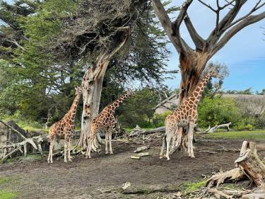 SF Zoo Giraffes