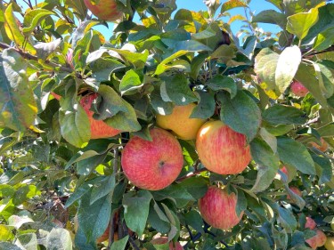 Apples in tree