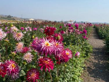 Happy Dahlia Farm in Petaluma