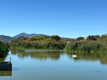 Las Gallinas Valley Birding Loop Mt. Tam and swan