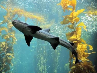 Monterey Bay Aquarium