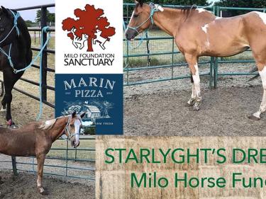Milo Horse Fund