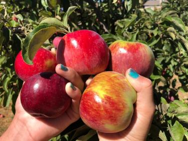 Apple picking Chileno Valley Ranch