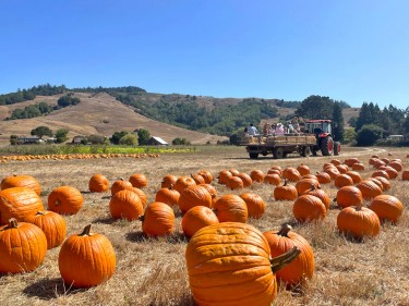 Nicasio Valley Pumpkin Patch