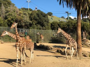Oakland Zoo giraffes