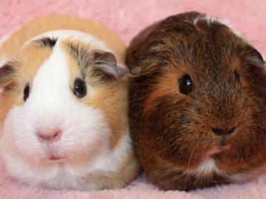 Guinea Pigs