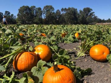 Petaluma Pumpkin Patch