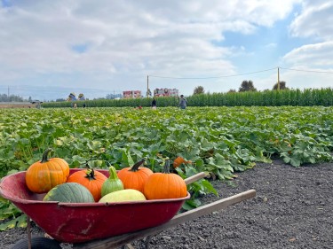 Petaluma Pumpkin Patch