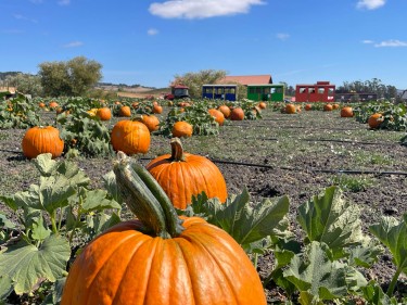 Pronzini Pumpkin Patch Petaluma