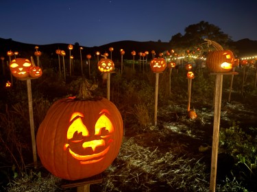 Pumpkins on pikes