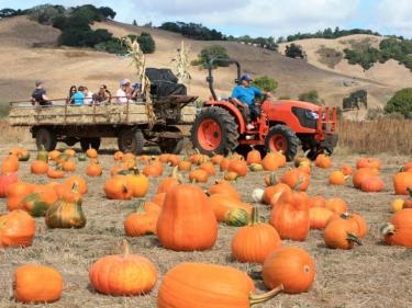 Nicasio Pumpkin Patch
