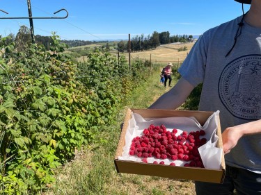 raspberry u-pick boring farm sebastopol