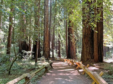 Armstrong Redwoods trail