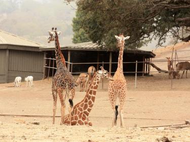 Safari West