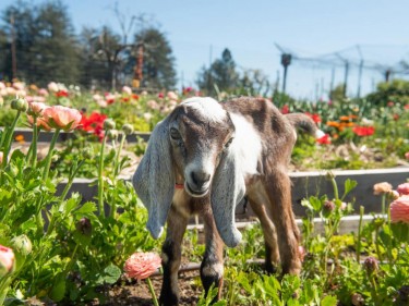 Baby goat kid standing in field of flowers