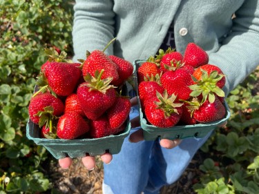 U-pick strawberries at Blue Marble Acres in West Marin