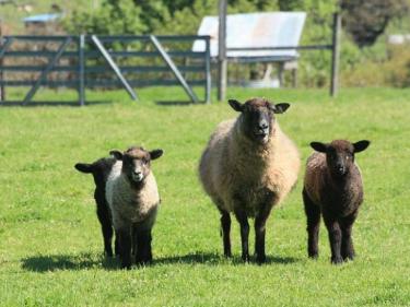 Spring Tour Blossoms, Bees & Barnyard Babies