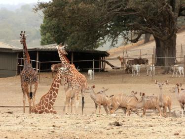 Giraffes and antelope at Safari West zoo in Santa Rosa