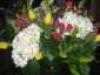 antongio's picture